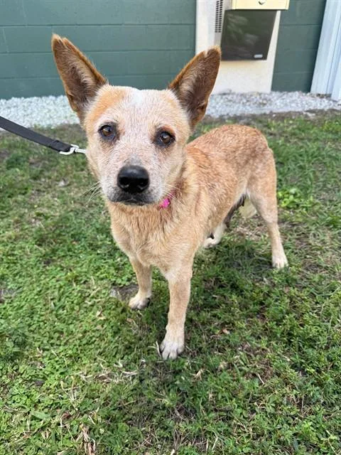 An adult small-sized female Australian Cattle Dog / Blue Heeler dog named Chilli for adoption in Naples, FL