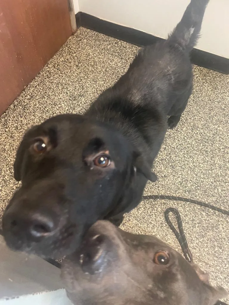A young large-sized male Mixed Breed dog named Teeto for adoption in Columbia, TN