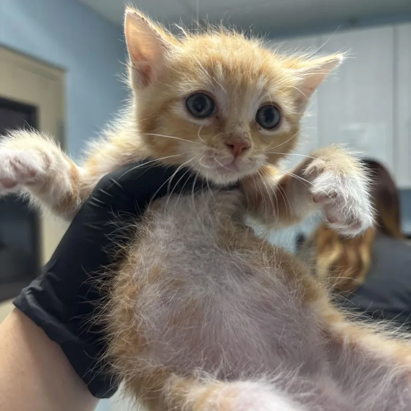 A baby small-sized male Orange / Red Domestic Medium Hair cat named Sydney for adoption in Riverside, CA