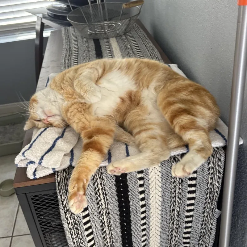An adult medium-sized male Orange / Red Domestic Short Hair cat named Oscar for adoption in Costa Mesa, CA