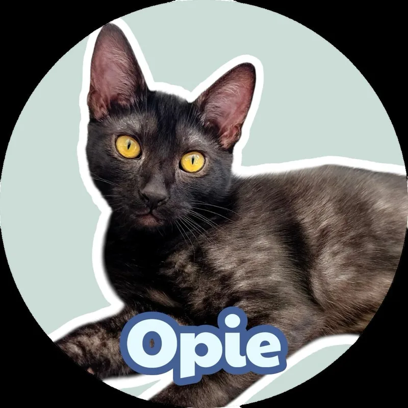 Opie thumbnail 2