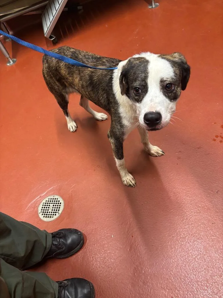A young medium-sized male Mixed Breed dog named Geo for adoption in Douglasville, GA
