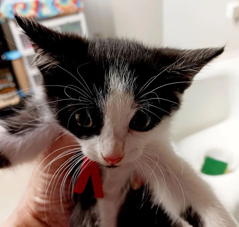 A baby medium-sized female Black & White / Tuxedo Domestic Short Hair cat named Lottie for adoption in Bulverde, TX