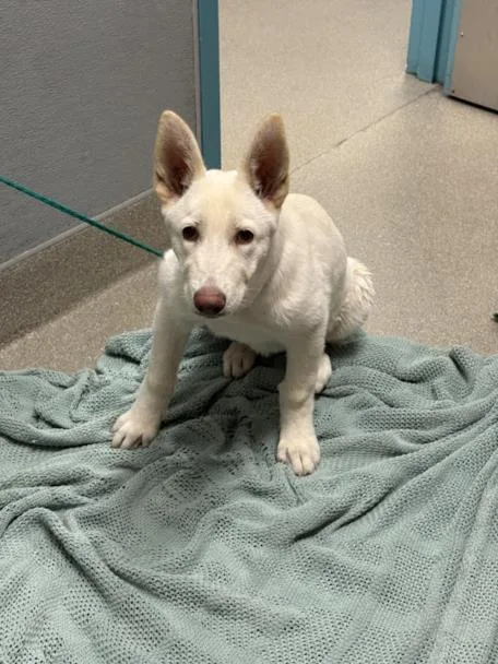 A baby small-sized female Husky dog named Chanel for adoption in Las Vegas, NV