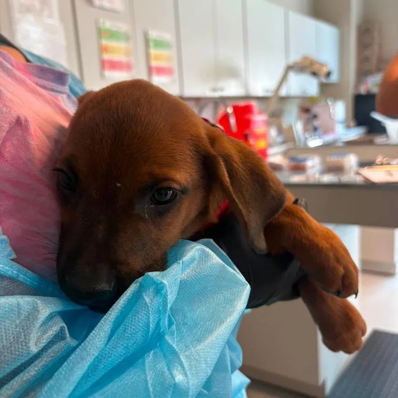 A baby small-sized male Brown / Chocolate Mixed Breed dog named Teeter for adoption in Huntington, WV
