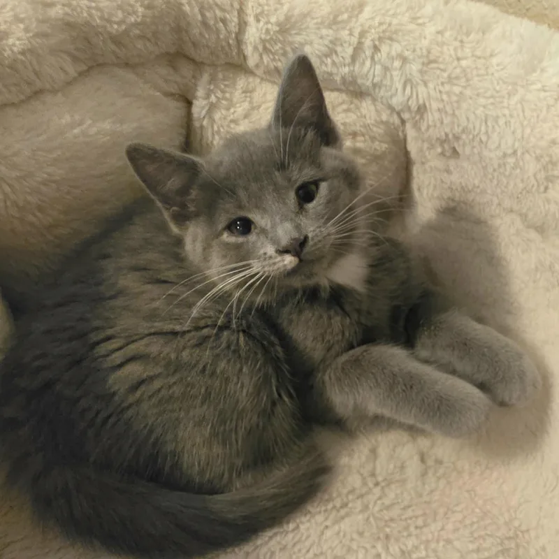 A young small-sized female Gray / Blue / Silver Russian Blue cat named Jolee for adoption in Bentonville, AR
