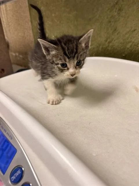 A baby small-sized male Domestic Short Hair cat named Philip for adoption in Riverside, CA