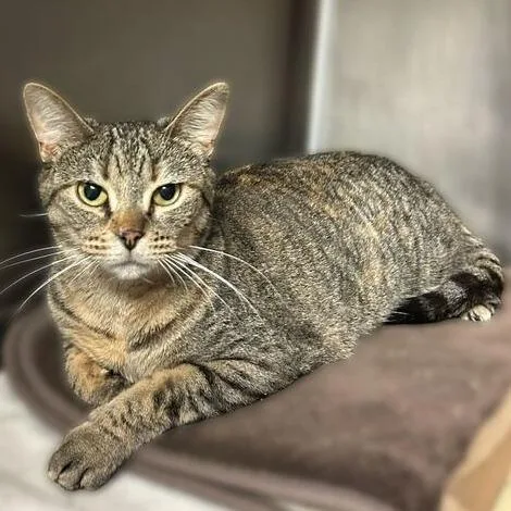 An adult medium-sized female Brown / Chocolate Domestic Short Hair cat named Joanna Dirt for adoption in Davenport, IA