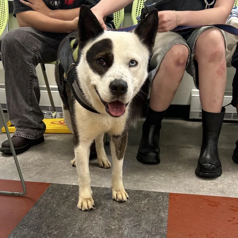 An adult medium-sized male White / Cream Mixed Breed dog named Clark for adoption in Philadelphia, PA