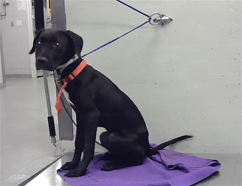 A young medium-sized male Staffordshire Bull Terrier dog named Alpha for adoption in Houston, TX