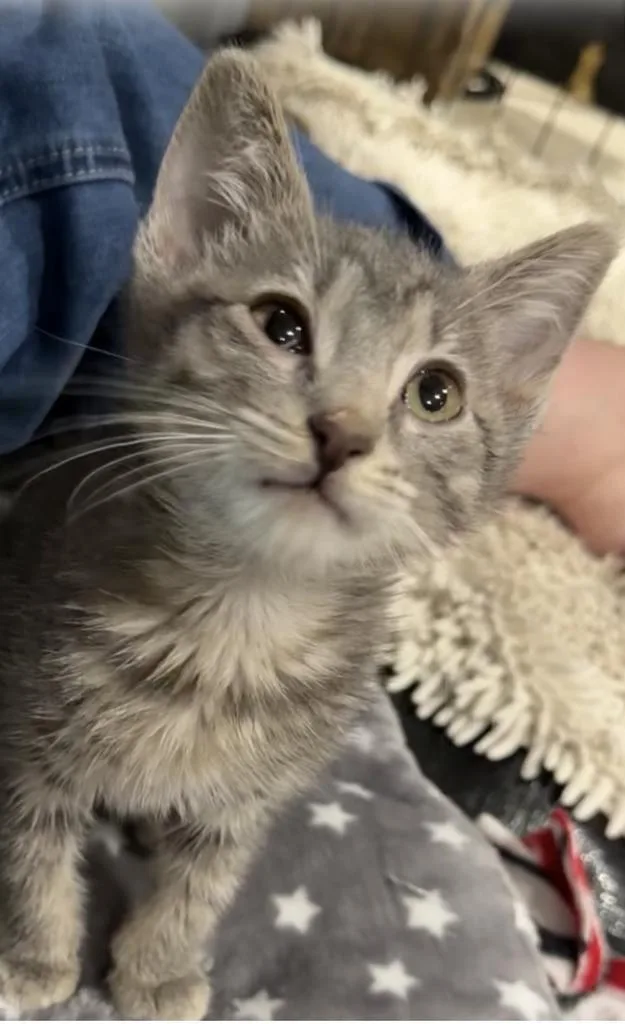A baby small-sized male Domestic Short Hair cat named Crumpet for adoption in Mustang, OK