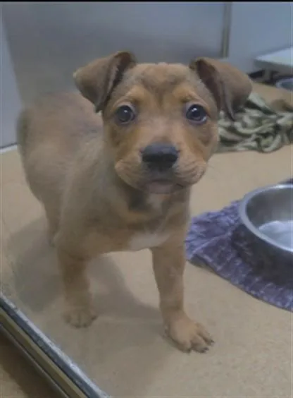A baby small-sized male Pit Bull Terrier dog named Truffle for adoption in Saint Peters, MO