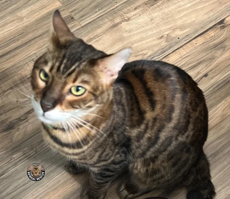 An adult medium-sized male Brown / Chocolate Bengal cat named Bam for adoption in Salt Lake City, UT