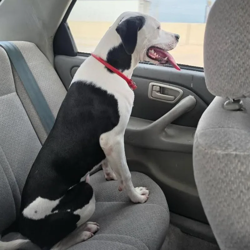 A young medium-sized male White / Cream Pit Bull Terrier dog named Spot for adoption in San Antonio, TX
