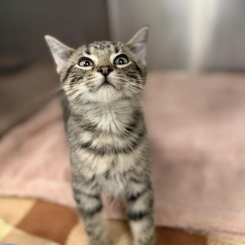 A baby small-sized male Domestic Short Hair cat named Martin for adoption in Marshall, VA