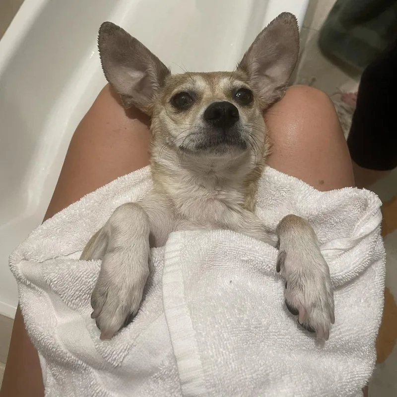 An adult small-sized female Chihuahua dog named Hyde for adoption in Los Angeles, CA