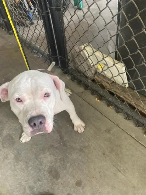A young medium-sized male Pit Bull Terrier dog named Elmer for adoption in Dallas, TX
