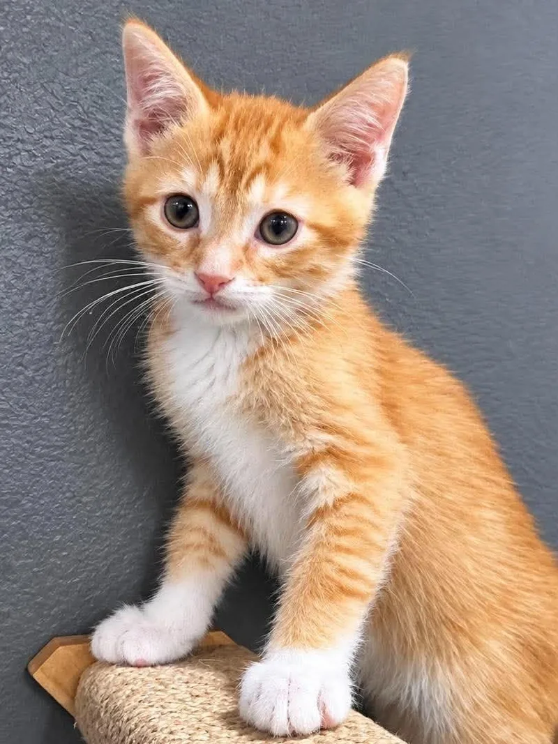 A baby medium-sized male Tabby (Orange / Red) Domestic Short Hair cat named Harvey for adoption in Sioux Falls, SD