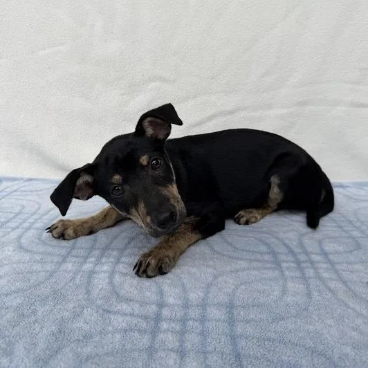 A baby small-sized female Black Labrador Retriever dog named Parish for adoption in Carencro, LA