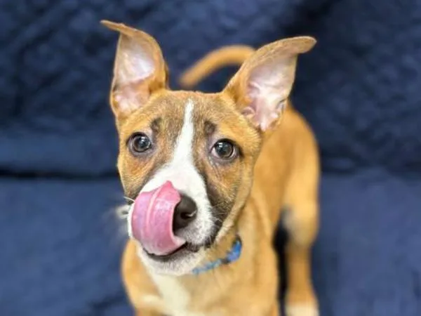 A young small-sized female Shepherd dog named Jubilee for adoption in Portland, OR