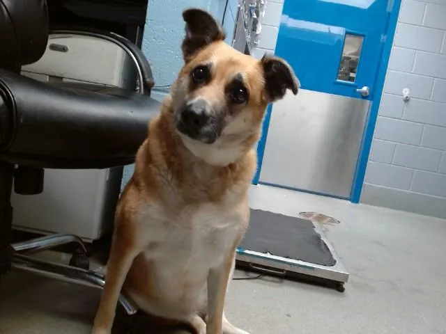 An adult medium-sized female Australian Cattle Dog / Blue Heeler dog named Yazzy for adoption in Albuquerque, NM