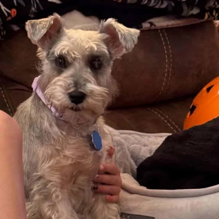 An adult small-sized female Gray / Blue / Silver Schnauzer dog named Joy for adoption in Tacoma, WA