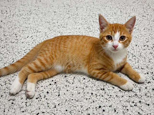 A baby medium-sized male Orange & White Domestic Short Hair cat named Mack for adoption in Lafayette, LA
