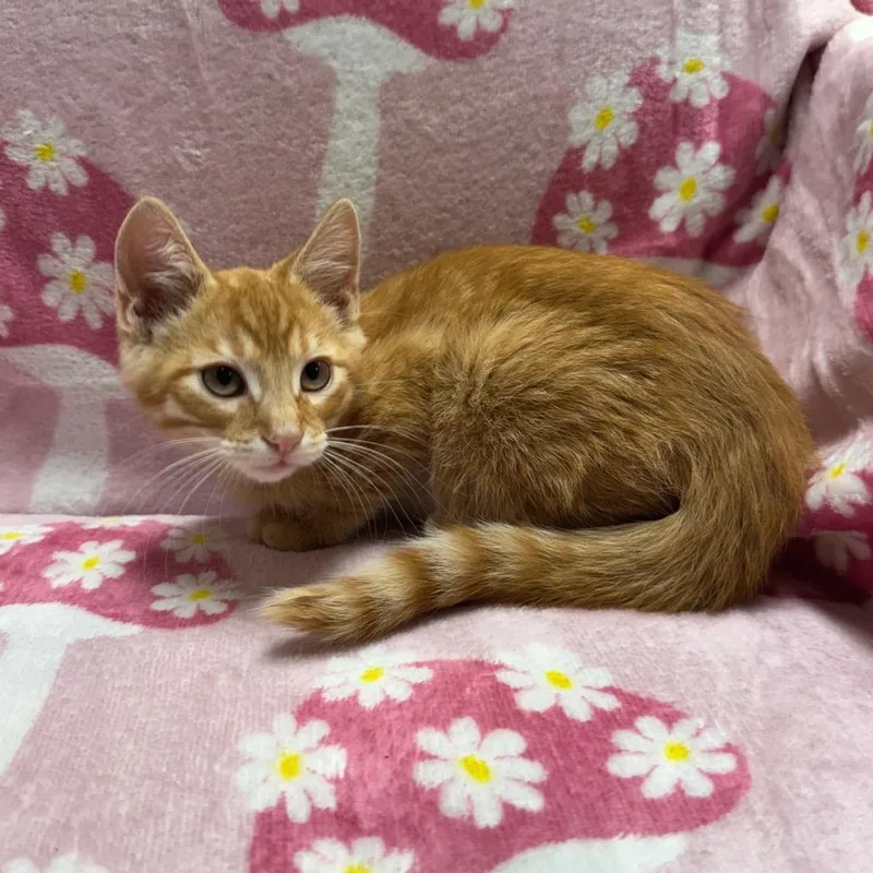 A baby small-sized male Orange / Red Domestic Short Hair cat named Macaroni for adoption in Kittanning, PA