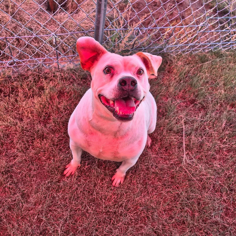 An adult medium-sized female Bulldog dog named Carolina for adoption in Canyon, TX
