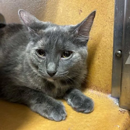 A baby medium-sized female Tortoiseshell cat named Pixie for adoption in Mount Royal, NJ
