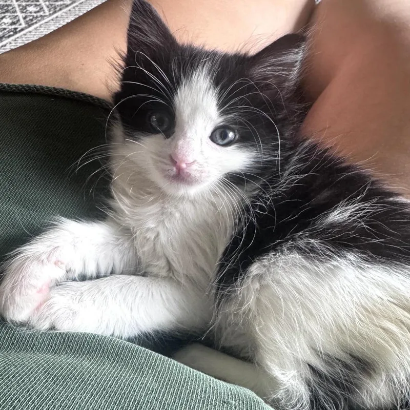 A baby small-sized female White Domestic Short Hair cat named Clarabelle for adoption in Wind Gap, PA