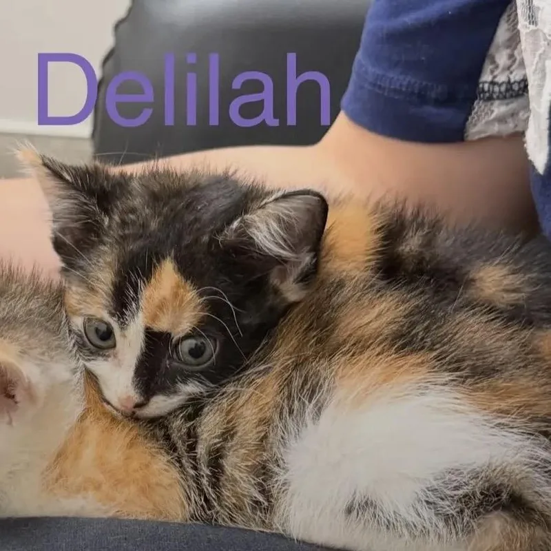 A baby small-sized female Calico Domestic Short Hair cat named Delilah for adoption in Duck River, TN