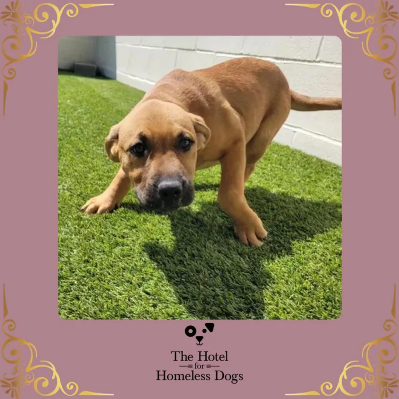 A baby medium-sized female Brown / Chocolate Shepherd dog named Blair for adoption in Cumberland, RI