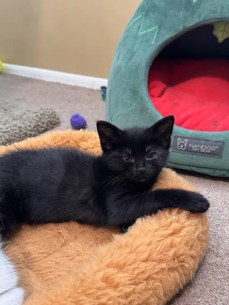 A baby small-sized female Domestic Short Hair cat named Miranda for adoption in Bethel Park, PA