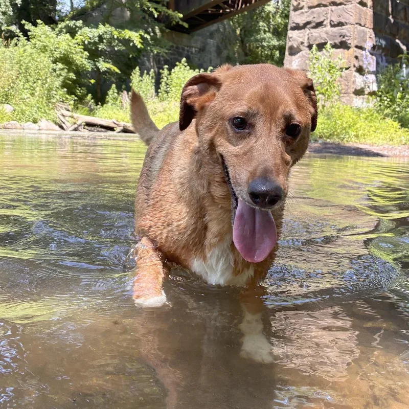 An adult medium-sized male Golden Labrador Retriever dog named Dobby for adoption in Morristown, NJ