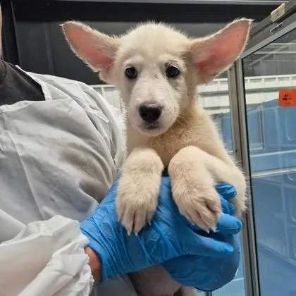 A baby medium-sized male Samoyed dog named Prince for adoption in Morton Grove, IL