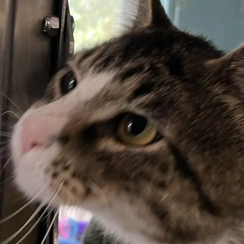 An adult large-sized male Brown / Chocolate Domestic Short Hair cat named Jarhead for adoption in Baltimore, MD