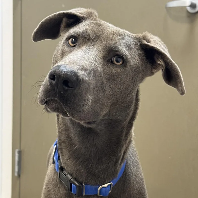 An adult medium-sized female Gray / Blue / Silver Mixed Breed dog named Inez for adoption in Washington Township, OH