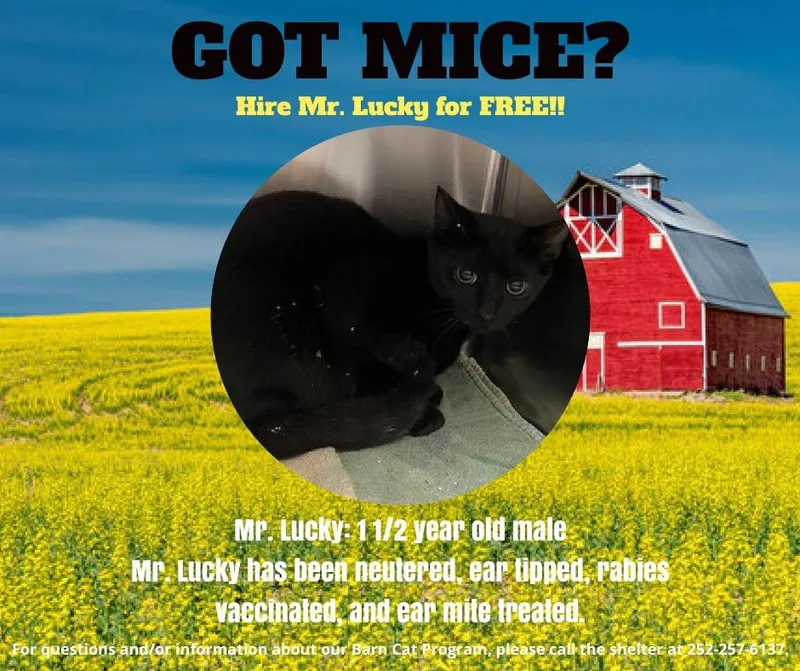Mr. Lucky