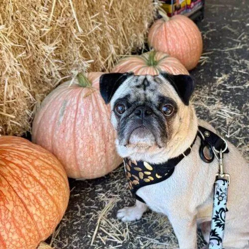 An adult small-sized male Yellow / Tan / Blond / Fawn Pug dog named Theo for adoption in Seattle, WA
