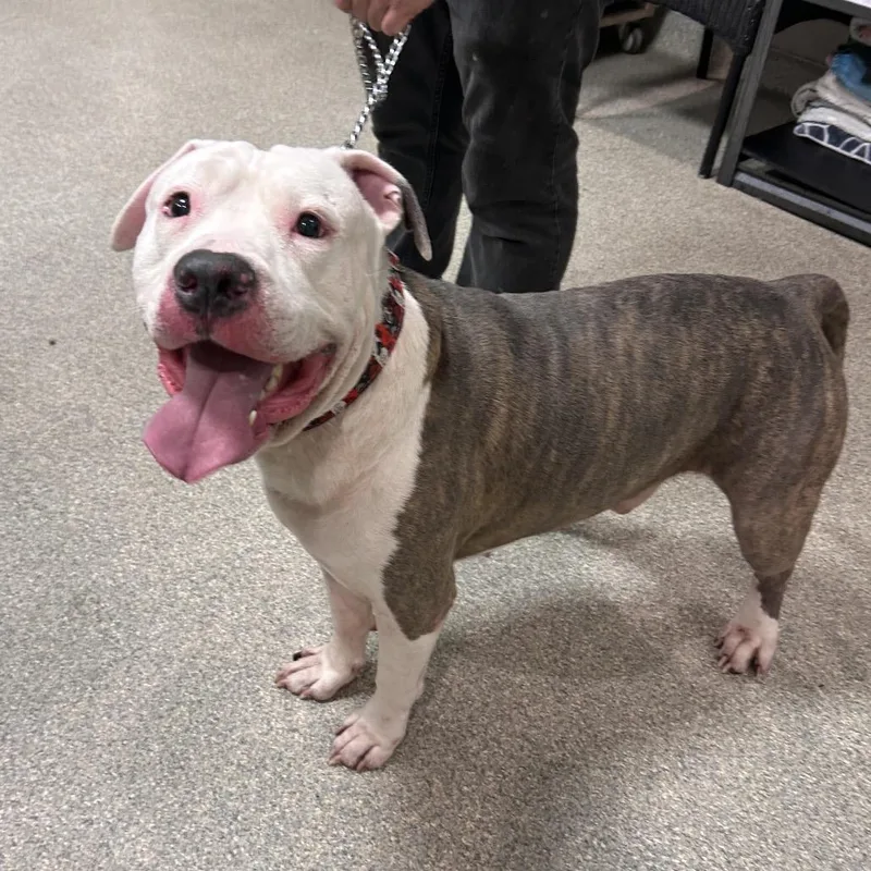 An adult large-sized male White / Cream Mixed Breed dog named Rallo for adoption in Jacksonville, FL