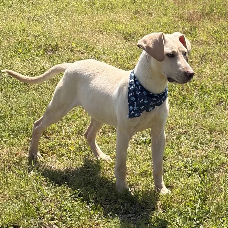 Bark Twain thumbnail 2