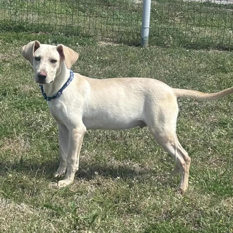 Bark Twain thumbnail 3