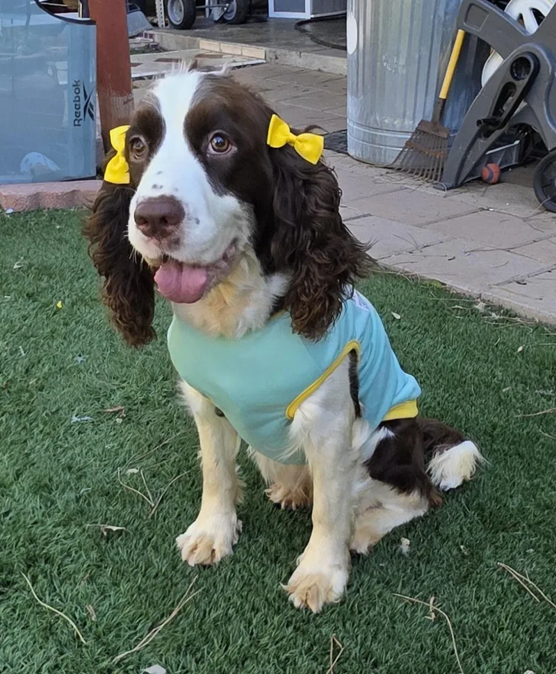 A young small-sized female English Springer Spaniel dog named Lila for adoption in Fallbrook, CA