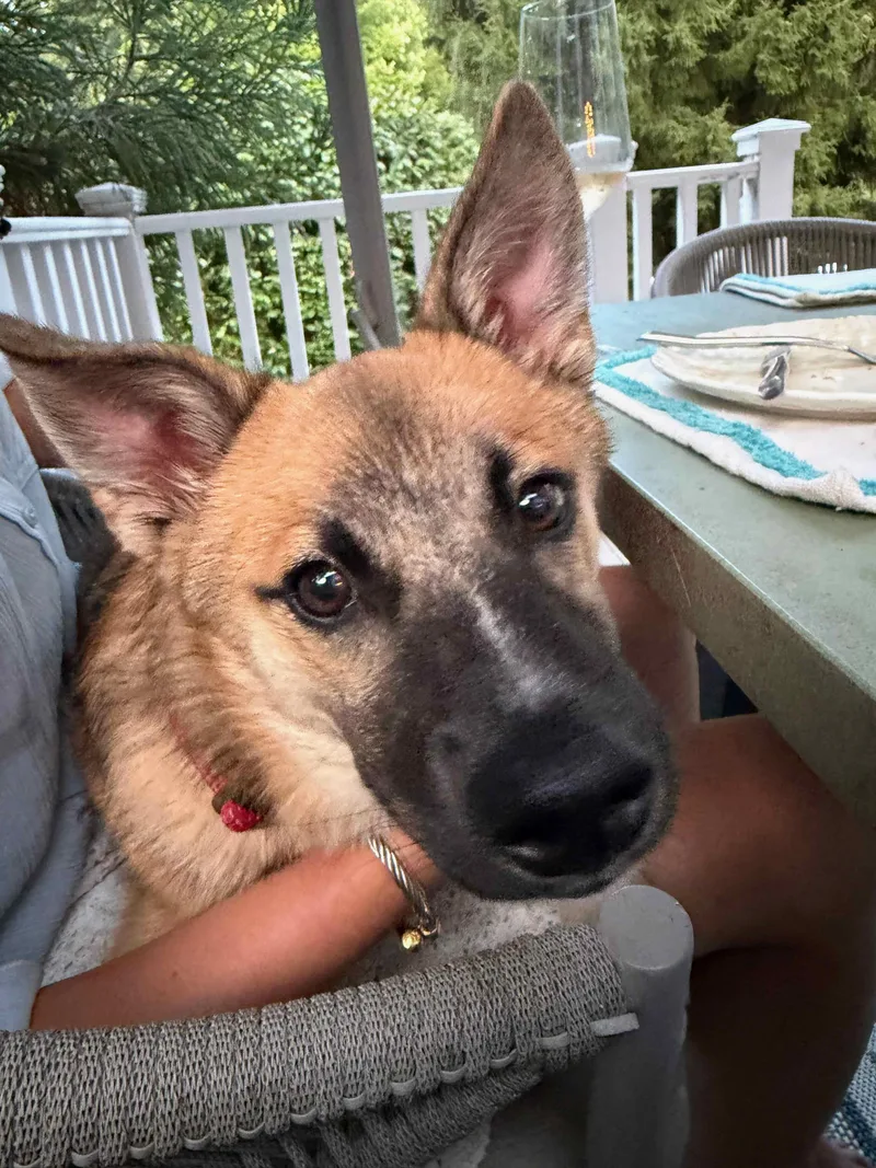 A baby medium-sized male Golden Shepherd dog named Toro for adoption in Harrison, NY