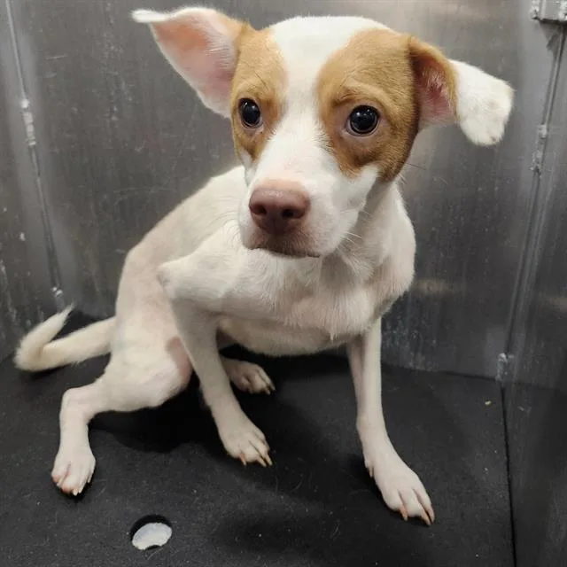 An adult small-sized female Chihuahua dog named Reina for adoption in San Antonio, TX