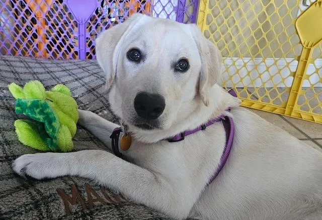 Lilly thumbnail 3