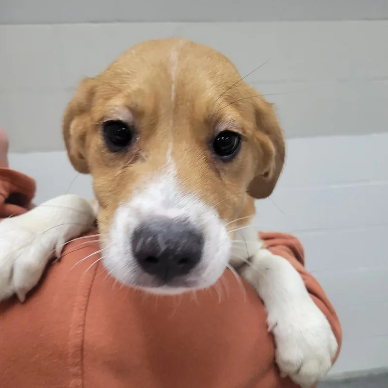 A baby small-sized male Yellow / Tan / Blond / Fawn Mixed Breed dog named Zydeco for adoption in Grand Rapids, MI