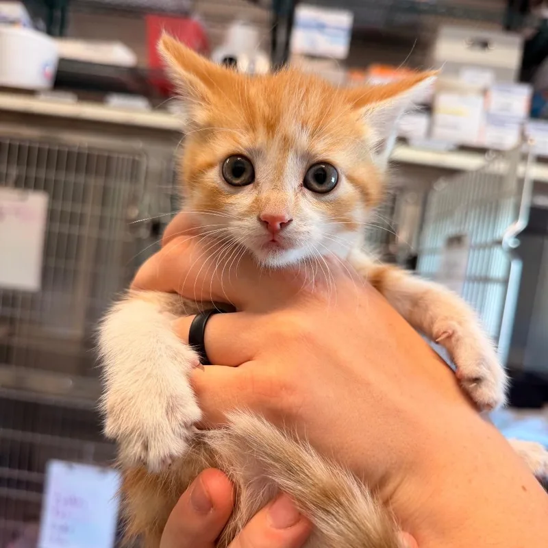 A baby small-sized female Orange / Red Domestic Short Hair cat named Micron for adoption in Hinsdale, IL