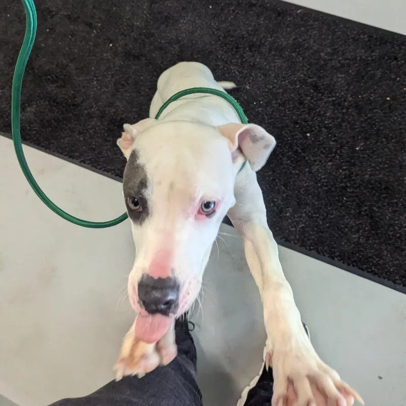 A young medium-sized female White / Cream Pit Bull Terrier dog named Tarjay for adoption in Charlottesville, VA
